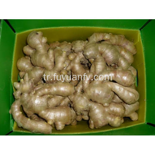 Kurutulmuş Ginger Ginger dünyaya.